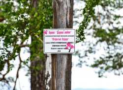 Они это сделали! В Озерске появилось Дерево любви. Фоторепортаж Они это сделали! В Озерске появилось Дерево любви. Фоторепортаж