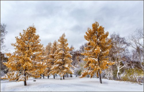 Первый снег в Озёрске. Фоторепортаж с улиц города от Валерия Ушакова Первый снег в Озёрске. Фоторепортаж с улиц города от Валерия Ушакова