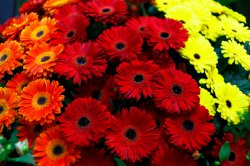 Выставка цветов «Ural Flowers — 2014» в Екатеринбурге. Фотоотчет Выставка цветов «Ural Flowers — 2014» в Екатеринбурге. Фотоотчет