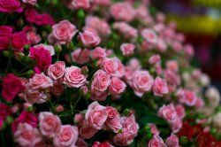 Выставка цветов «Ural Flowers — 2014» в Екатеринбурге. Фотоотчет Выставка цветов «Ural Flowers — 2014» в Екатеринбурге. Фотоотчет
