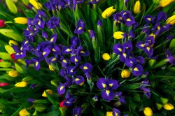 Выставка цветов «Ural Flowers — 2014» в Екатеринбурге. Фотоотчет Выставка цветов «Ural Flowers — 2014» в Екатеринбурге. Фотоотчет