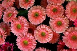 Выставка цветов «Ural Flowers — 2014» в Екатеринбурге. Фотоотчет Выставка цветов «Ural Flowers — 2014» в Екатеринбурге. Фотоотчет