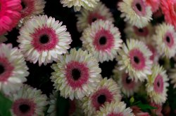 Выставка цветов «Ural Flowers — 2014» в Екатеринбурге. Фотоотчет Выставка цветов «Ural Flowers — 2014» в Екатеринбурге. Фотоотчет