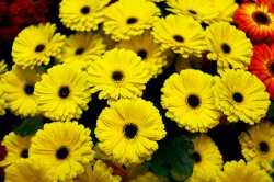 Выставка цветов «Ural Flowers — 2014» в Екатеринбурге. Фотоотчет Выставка цветов «Ural Flowers — 2014» в Екатеринбурге. Фотоотчет