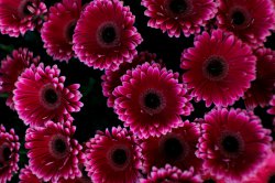 Выставка цветов «Ural Flowers — 2014» в Екатеринбурге. Фотоотчет Выставка цветов «Ural Flowers — 2014» в Екатеринбурге. Фотоотчет