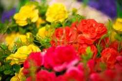 Выставка цветов «Ural Flowers — 2014» в Екатеринбурге. Фотоотчет Выставка цветов «Ural Flowers — 2014» в Екатеринбурге. Фотоотчет