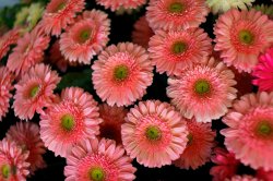 Выставка цветов «Ural Flowers — 2014» в Екатеринбурге. Фотоотчет Выставка цветов «Ural Flowers — 2014» в Екатеринбурге. Фотоотчет