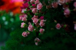 Выставка цветов «Ural Flowers — 2014» в Екатеринбурге. Фотоотчет Выставка цветов «Ural Flowers — 2014» в Екатеринбурге. Фотоотчет