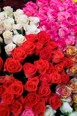 Выставка цветов «Ural Flowers — 2014» в Екатеринбурге. Фотоотчет Выставка цветов «Ural Flowers — 2014» в Екатеринбурге. Фотоотчет