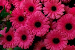 Выставка цветов «Ural Flowers — 2014» в Екатеринбурге. Фотоотчет Выставка цветов «Ural Flowers — 2014» в Екатеринбурге. Фотоотчет