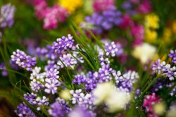 Выставка цветов «Ural Flowers — 2014» в Екатеринбурге. Фотоотчет Выставка цветов «Ural Flowers — 2014» в Екатеринбурге. Фотоотчет