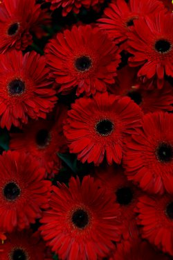 Выставка цветов «Ural Flowers — 2014» в Екатеринбурге. Фотоотчет Выставка цветов «Ural Flowers — 2014» в Екатеринбурге. Фотоотчет
