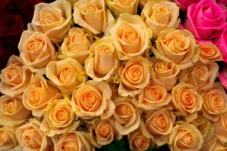 Выставка цветов «Ural Flowers — 2014» в Екатеринбурге. Фотоотчет Выставка цветов «Ural Flowers — 2014» в Екатеринбурге. Фотоотчет