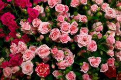 Выставка цветов «Ural Flowers — 2014» в Екатеринбурге. Фотоотчет Выставка цветов «Ural Flowers — 2014» в Екатеринбурге. Фотоотчет