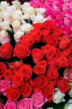Выставка цветов «Ural Flowers — 2014» в Екатеринбурге. Фотоотчет Выставка цветов «Ural Flowers — 2014» в Екатеринбурге. Фотоотчет
