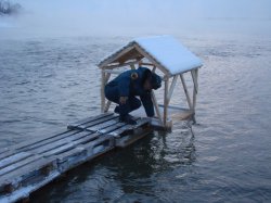 Жители Озерска и поселка Новогорный помогают перезимовать лебедю Жители Озерска и поселка Новогорный помогают перезимовать лебедю