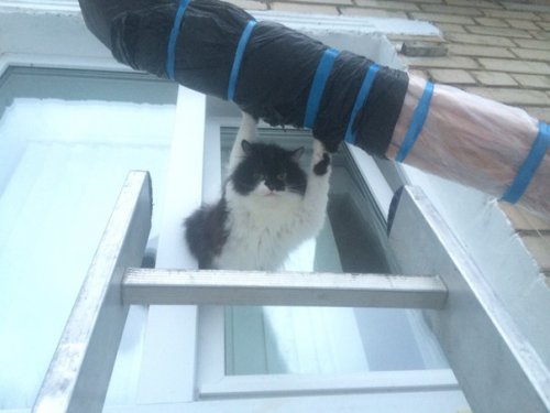 Озёрские спасатели помогли застрявшему коту Озёрские спасатели помогли застрявшему коту