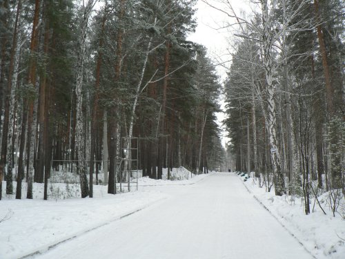 Сосновая аллея городского парка наполнится ярким светом Сосновая аллея городского парка наполнится ярким светом
