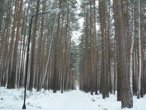 Сосновая аллея городского парка наполнится ярким светом Сосновая аллея городского парка наполнится ярким светом