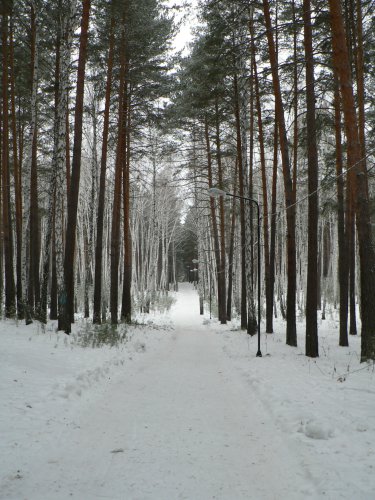 Сосновая аллея городского парка наполнится ярким светом Сосновая аллея городского парка наполнится ярким светом