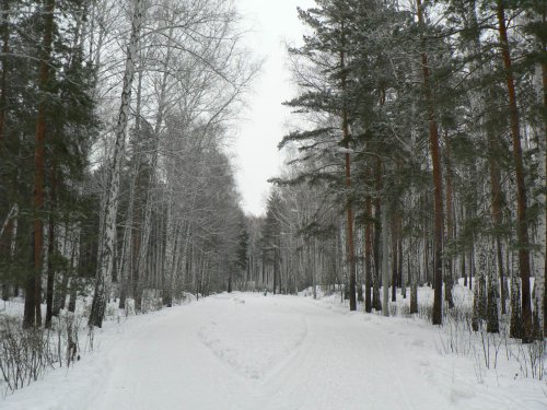 Сосновая аллея городского парка наполнится ярким светом Сосновая аллея городского парка наполнится ярким светом