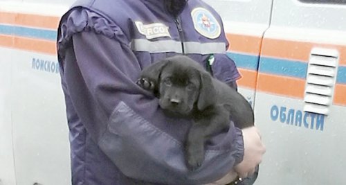 Кыштымский отряд ПСС взял на службу 1,5-месячного сотрудника Кыштымский отряд ПСС взял на службу 1,5-месячного сотрудника