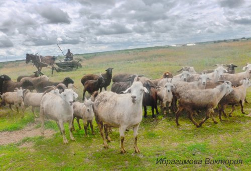 Юные озёрские фотохудожники победили в «Палитре мгновений» Юные озёрские фотохудожники победили в «Палитре мгновений»