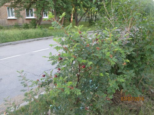Худшие дворовые площадки Озёрского городского округа Худшие дворовые площадки Озёрского городского округа