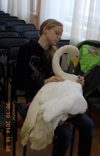 Лебедь Ермак Лебедь Ермак