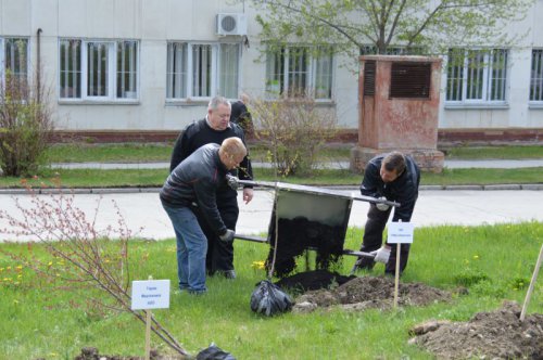 На территории медсанчасти заложена яблоневая аллея На территории медсанчасти заложена яблоневая аллея
