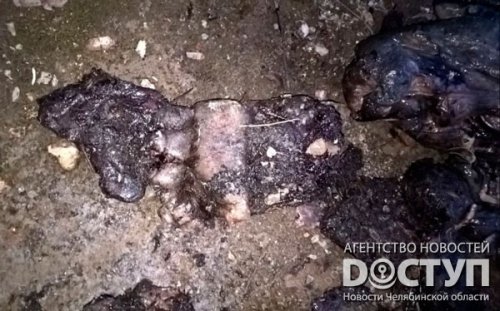 18+. Части трупа с аномалиями обнаружены в Карабаше 18+. Части трупа с аномалиями обнаружены в Карабаше