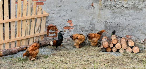 День Флора и Лавра в Horsesburg. Фоторепортаж День Флора и Лавра в Horsesburg. Фоторепортаж