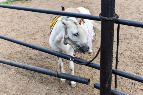 День Флора и Лавра в Horsesburg. Фоторепортаж День Флора и Лавра в Horsesburg. Фоторепортаж