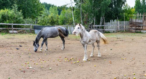 День Флора и Лавра в Horsesburg. Фоторепортаж День Флора и Лавра в Horsesburg. Фоторепортаж