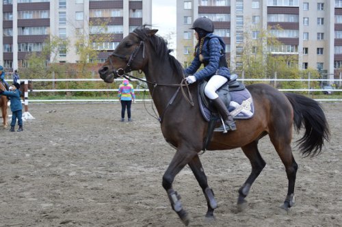 В Озерске появился современный конный манеж В Озерске появился современный конный манеж