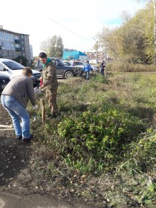 Саженцы с «большой земли» — подарок для Метлино Саженцы с «большой земли» — подарок для Метлино
