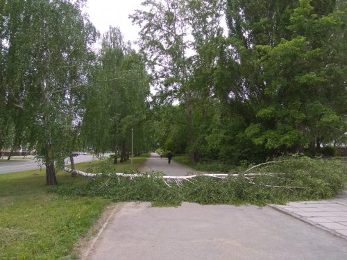 Есть кому березу заломати… Есть кому березу заломати…