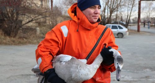 Спасенный под Кыштымом лебеденок взмыл в небо вместе с подругой Спасенный под Кыштымом лебеденок взмыл в небо вместе с подругой