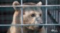 В Трехгорном заметили медведя.