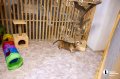 Челябинцы на время отпуска отправляют своих животных в специальные гостиницы.