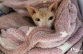 Челябинцы на время отпуска отправляют своих животных в специальные гостиницы.