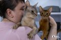 Челябинцы на время отпуска отправляют своих животных в специальные гостиницы.