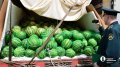 На Южный Урал прибыли первые 40 тонн арбузов из Казахстана.